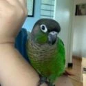 Parrots, life, babies, and marriage