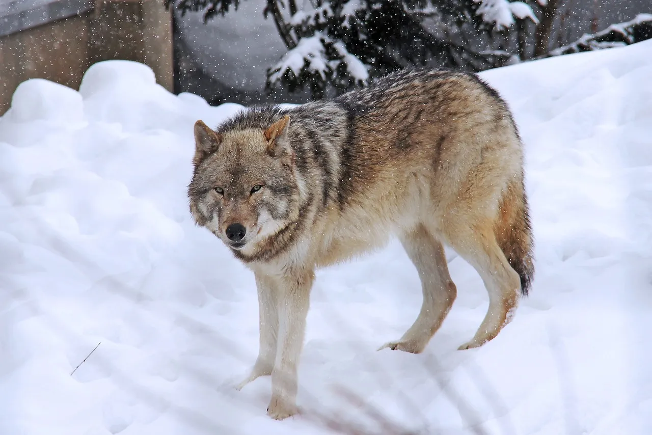Trouble with Wolves Sneak Peek